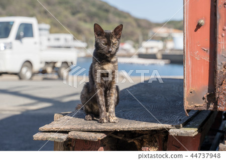 在Aoshima的貓 在Aoshima的貓 44737948