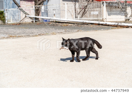 Cat in Aoshima 44737949