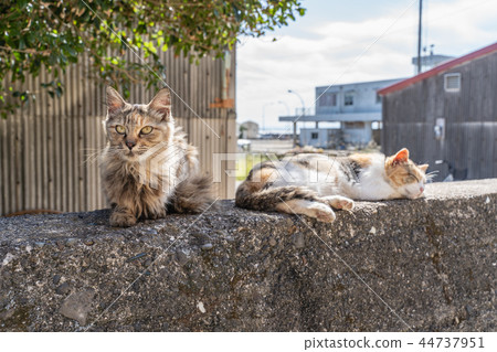 Cat in Aoshima 44737951