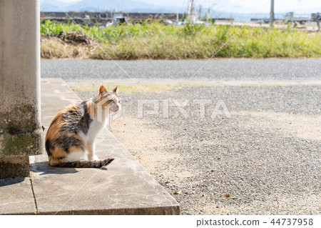 Cat in Aoshima 44737958