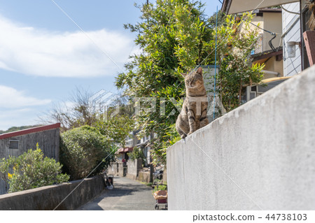 Cat in Aoshima Cat in Aoshima 44738103