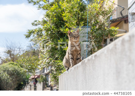 在Aoshima的貓 44738105