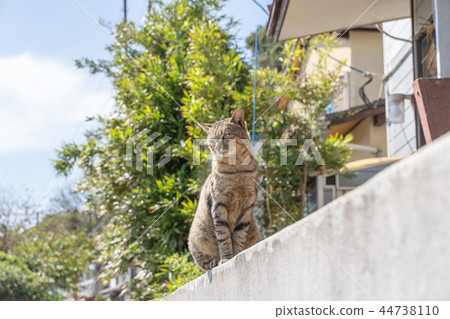 Cat in Aoshima Cat in Aoshima 44738110