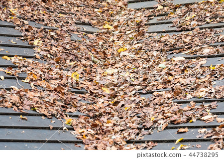 朝秋葉/秋葉_13 44738295