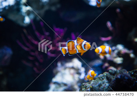 Clownfish In Marine Aquarium Clownfish In Marine Aquarium 44738470