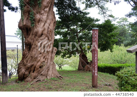 小田原城遺址的Inumaki 小田原城遺址的Inumaki 44738540
