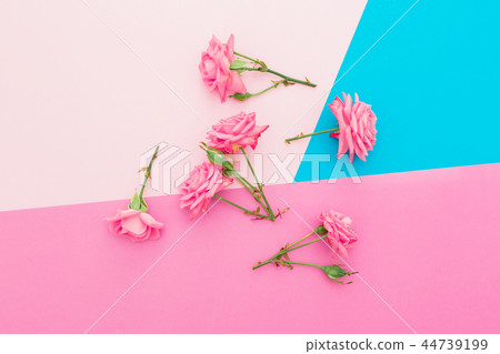 Pink roses flowers on colorful pastel background 44739199