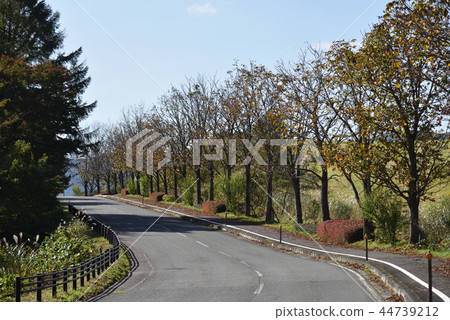 Autumn leaves of Kashiyama plateau in Okayama, Japan 44739212