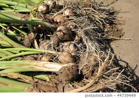Taro harvest Taro harvest 44739449