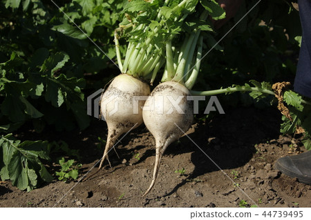 Round radish harvest Round radish harvest 44739495
