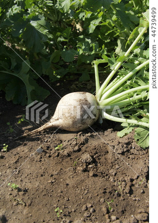 Round radish harvest Round radish harvest 44739499