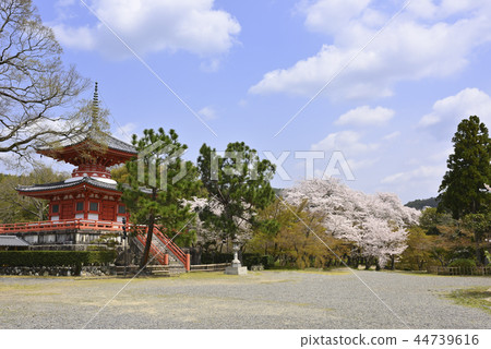 寺廟的理由和櫻花 44739616