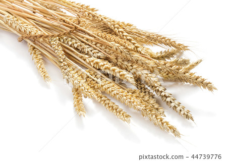 ears of wheat ears of wheat 44739776