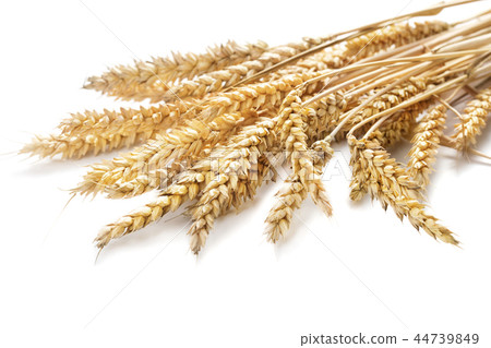 ears of wheat ears of wheat 44739849