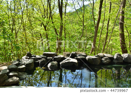 新鮮的綠色溫泉室外浴 44739967