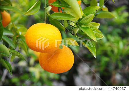 甜蜜的夏天 44740087