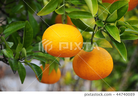 甜蜜的夏天 44740089