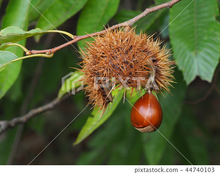 Chestnut Chestnut 44740103