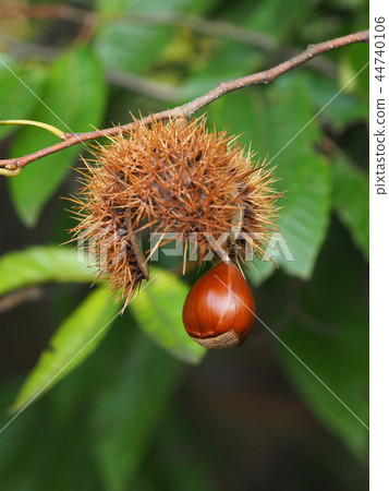 板栗 44740106