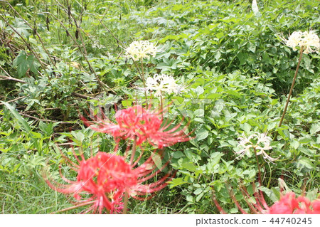 芒Sunahana 芒Sunahana 44740245