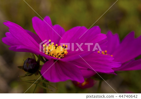 purple chrysanthemums bloom closeup 44740642