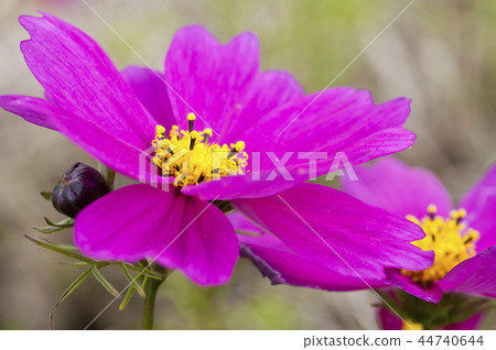 purple chrysanthemums bloom closeup purple chrysanthemums bloom closeup 44740644