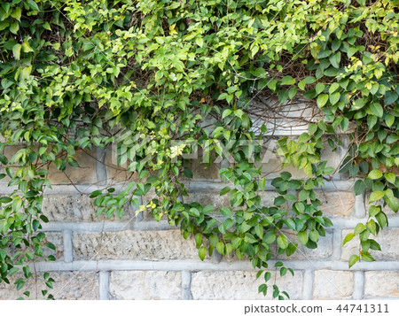 ivy ivy 44741311