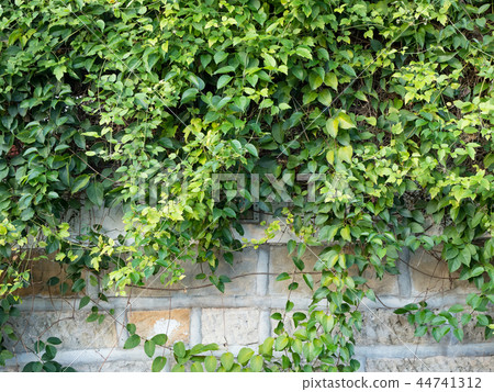 ivy ivy 44741312