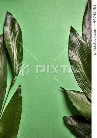 Tropical palm frame with evergreen exotic leaves, place for text. Flat lay 44742461