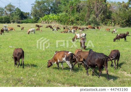 Cows grazing on farm with green field Cows grazing on farm with green field 44743190