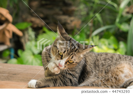 The cat licked its own leg. The cat licked its own leg. 44743293