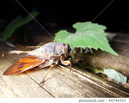 Brown cicada Brown cicada 44744355