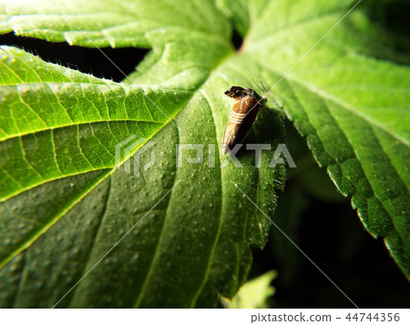 Yotsujijihimeshinkui mating 44744356
