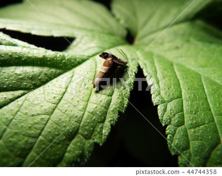 Yotsujijihimeshinkui mating 44744358