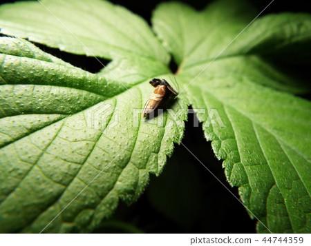 Yotsujijihimeshinkui mating 44744359