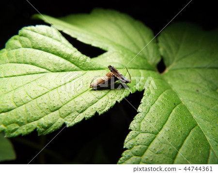 Yotsujijihimeshinkui mating 44744361