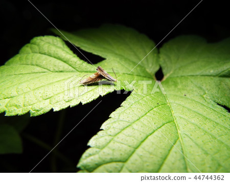 Yotsujijihimeshinkui交配 44744362