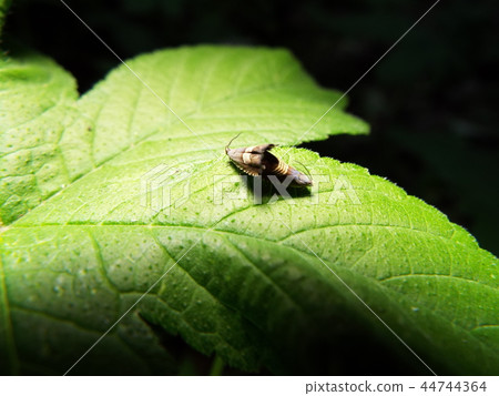 Yotsujijihimeshinkui mating 44744364