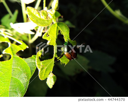 日本甲蟲 44744370