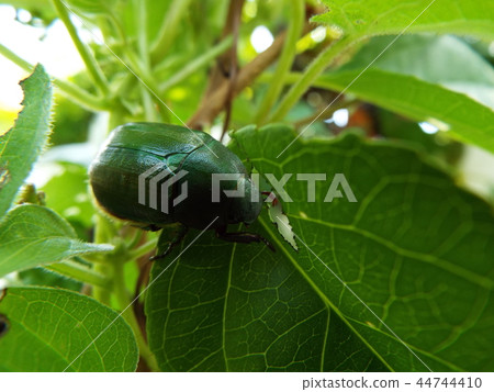 Aodokagane交配 44744410