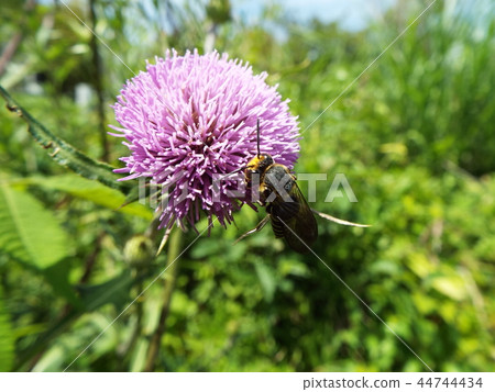 Togari Bee and thistle Togari Bee and thistle 44744434