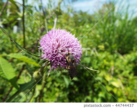 Togari Bee and thistle Togari Bee and thistle 44744437