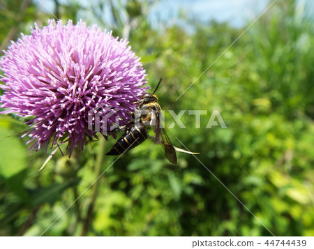 Togari Bee and thistle Togari Bee and thistle 44744439
