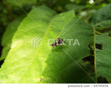 Flies mating 44744456