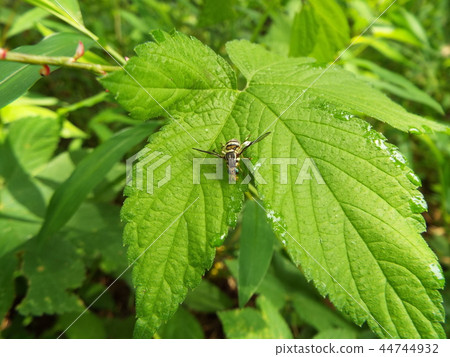 南瓜果蠅 44744932