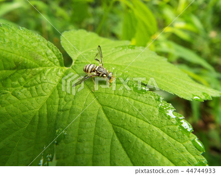 南瓜果蠅 44744933