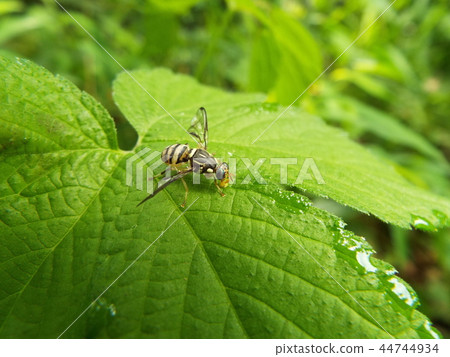 南瓜果蠅 44744934