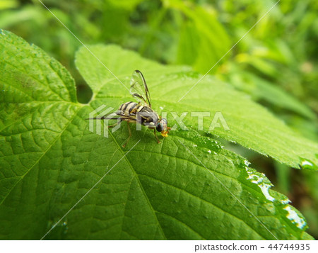 南瓜果蠅 44744935