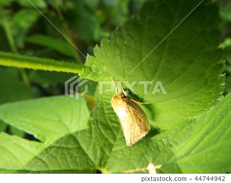 Dokuga Dokuga 44744942