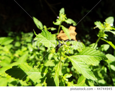 Kisuhosho Madara 44744945